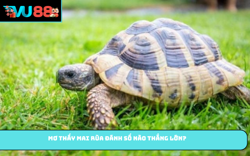 Mơ thấy mai rùa đánh số nào thắng lớn?