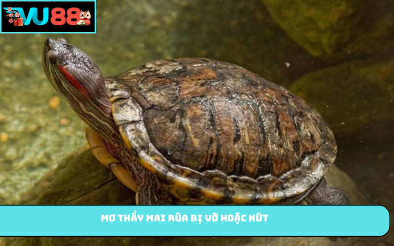 Mơ thấy mai rùa bị vỡ hoặc nứt