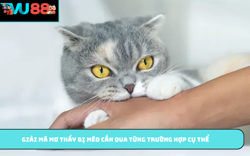 Giải mã mơ thấy bị mèo cắn qua từng trường hợp cụ thể
