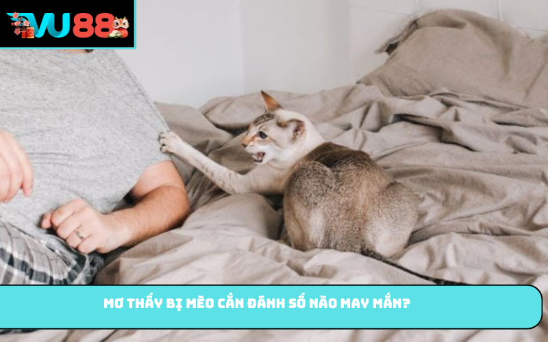 Mơ thấy bị mèo cắn đánh số nào may mắn?