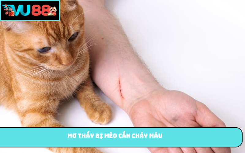 Mơ thấy bị mèo cắn chảy máu