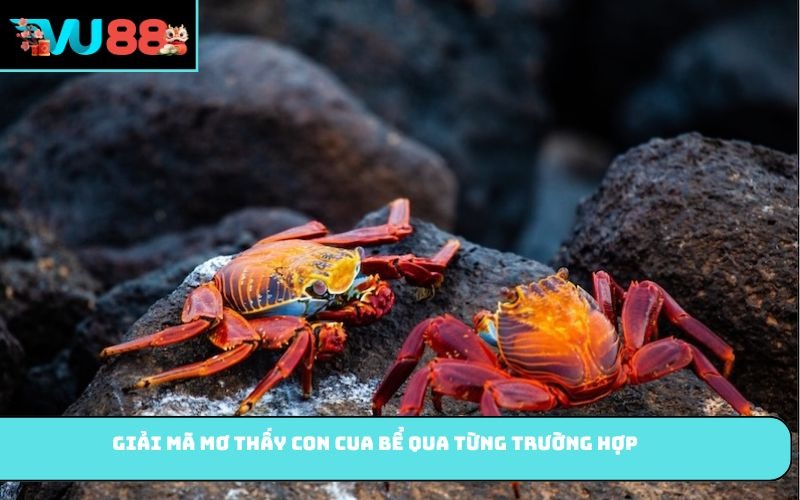 Giải mã mơ thấy con cua bể qua từng trường hợp