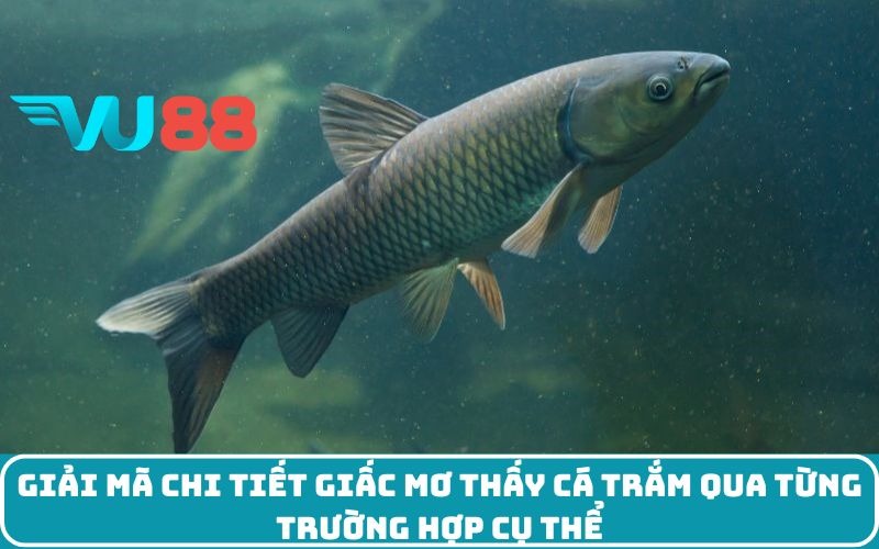 Giải mã chi tiết giấc mơ thấy cá trắm qua từng trường hợp cụ thể