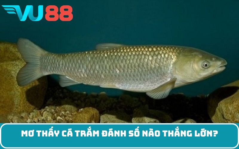 Mơ thấy cá trắm đánh số nào thắng lớn?