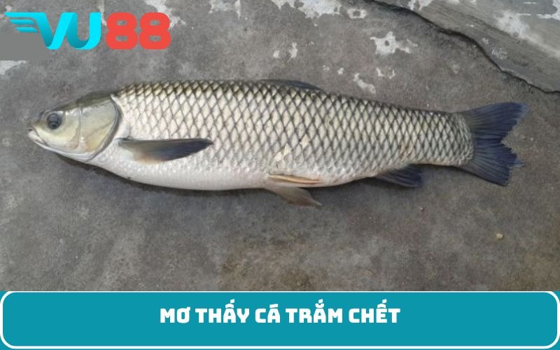 Mơ thấy cá trắm chết
