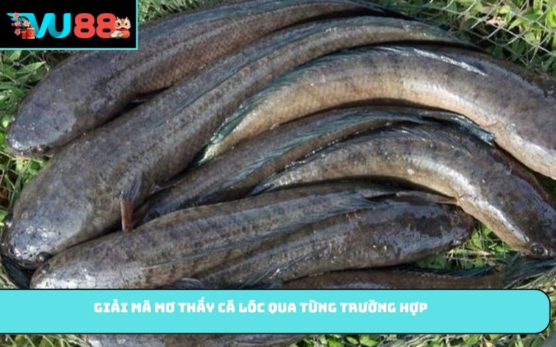 Giải mã mơ thấy cá lóc qua từng trường hợp