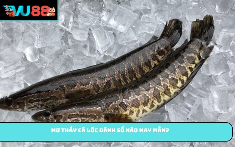 Mơ thấy cá lóc đánh số nào may mắn?