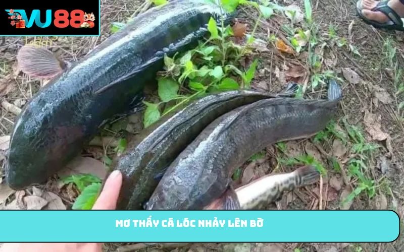 Mơ thấy cá lóc nhảy lên bờ