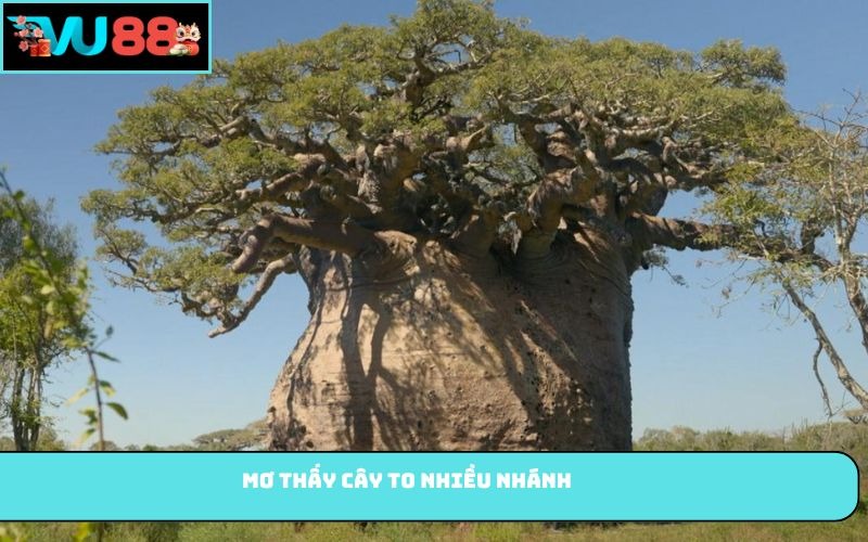 Mơ thấy cây to nhiều nhánh