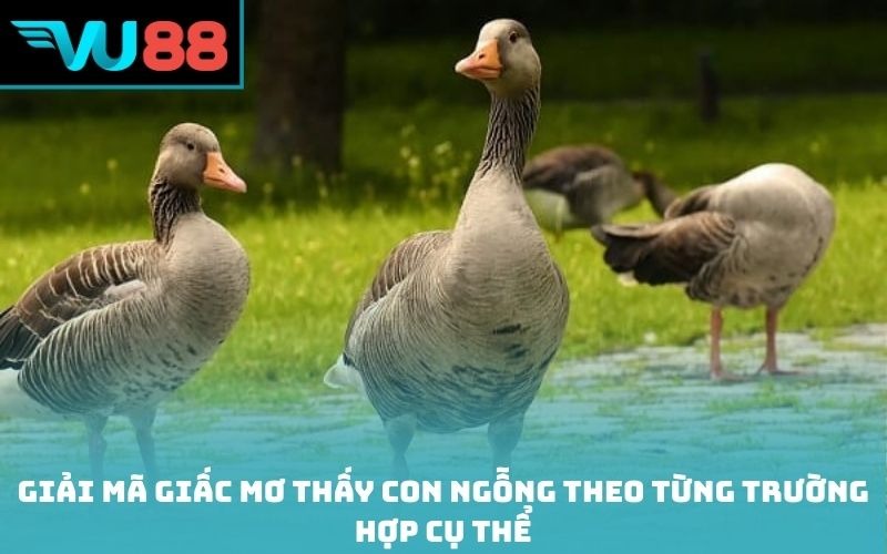 Giải mã giấc mơ thấy con ngỗng theo từng trường hợp cụ thể