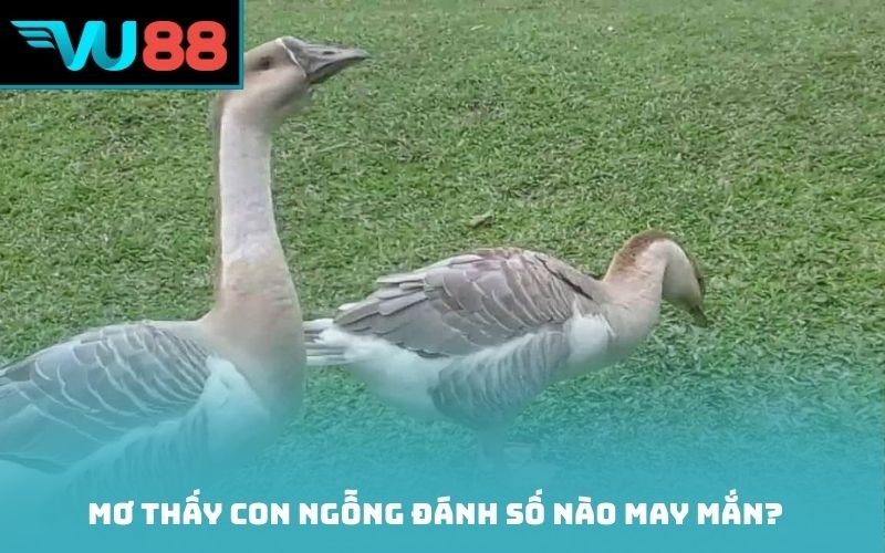 Mơ thấy con ngỗng đánh số nào may mắn?