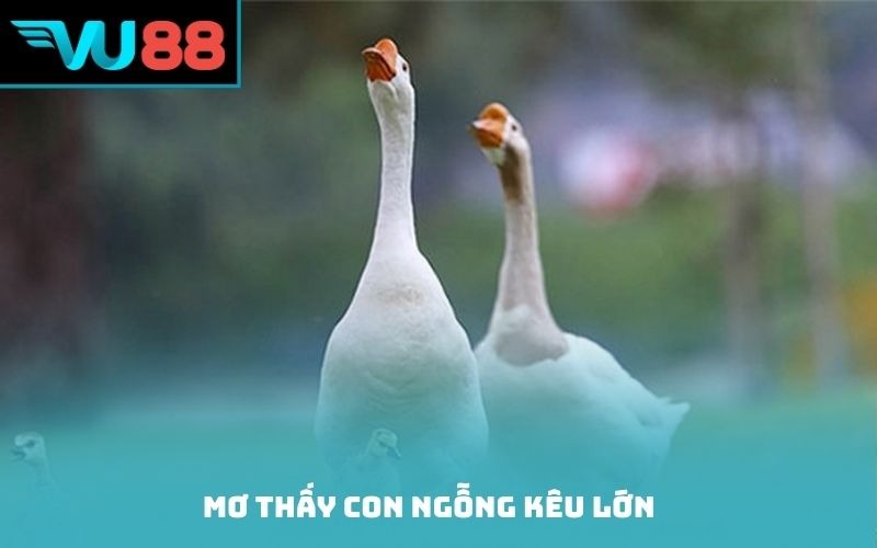 Mơ thấy con ngỗng kêu lớn