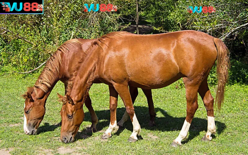 Giải mã mơ thấy ngựa ăn cỏ trong từng trường hợp