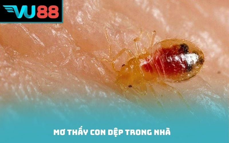 Mơ thấy con dệp trong nhà