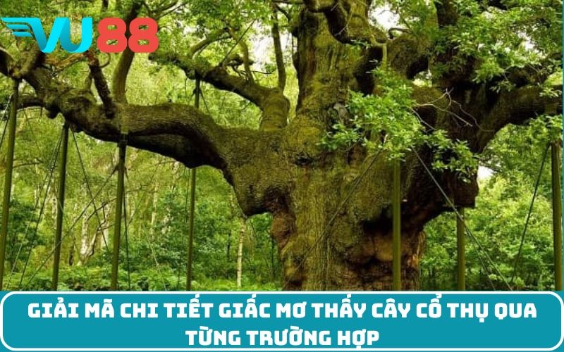 Giải mã chi tiết giấc mơ thấy cây cổ thụ qua từng trường hợp