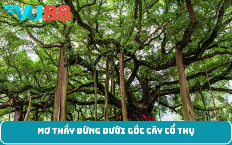 Mơ thấy đứng dưới gốc cây cổ thụ
