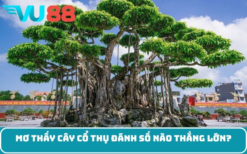Mơ thấy cây cổ thụ đánh số nào thắng lớn?