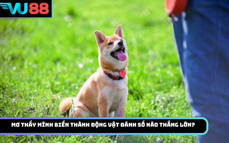Mơ thấy mình biến thành động vật đánh số nào thắng lớn?