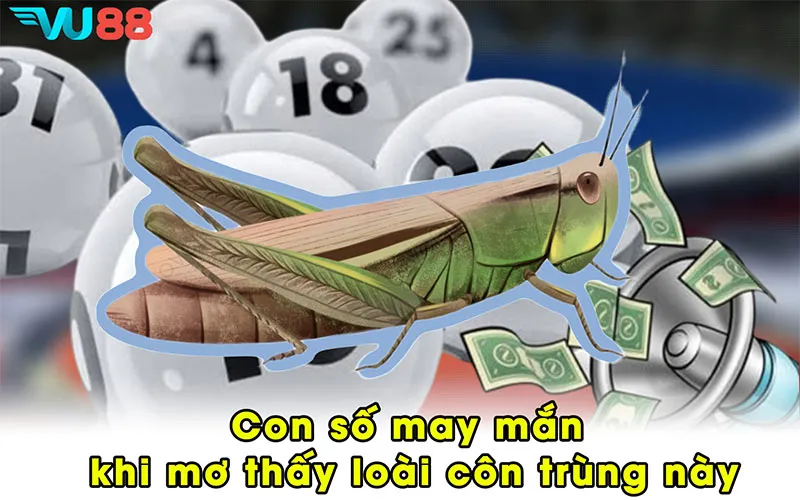 Con số may mắn khi mơ thấy loài côn trùng này