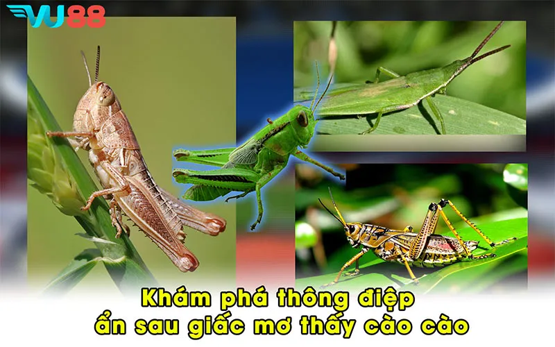 Khám phá thông điệp ẩn sau giấc mơ thấy cào cào