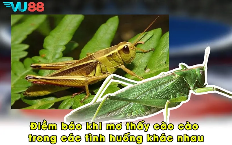 Điềm báo khi mơ thấy cào cào trong các tình huống khác nhau
