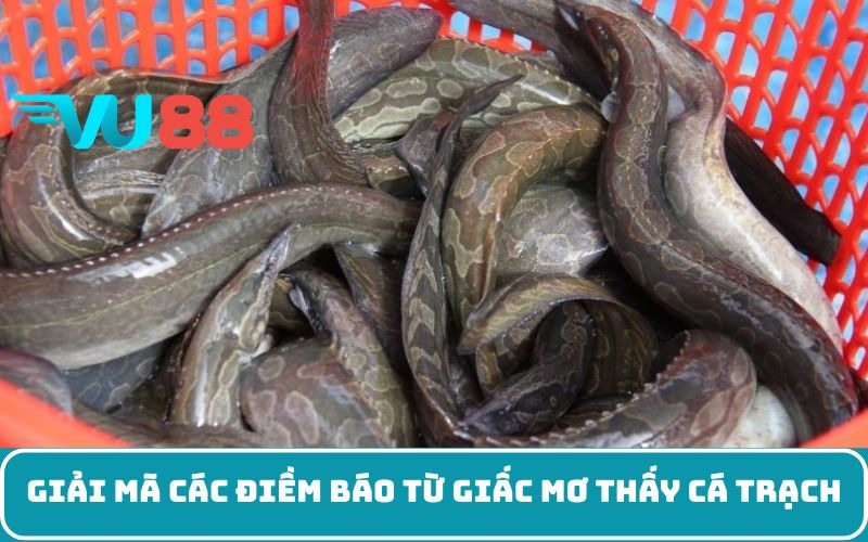 Giải mã các điềm báo từ giấc mơ thấy cá trạch