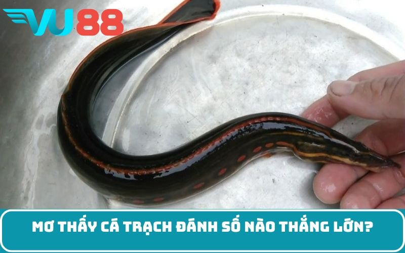 Mơ thấy cá trạch đánh số nào thắng lớn?