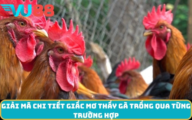 Giải mã chi tiết giấc Mơ thấy Gà trống qua từng trường hợp