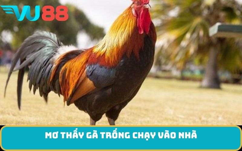 Mơ thấy gà trống chạy vào nhà