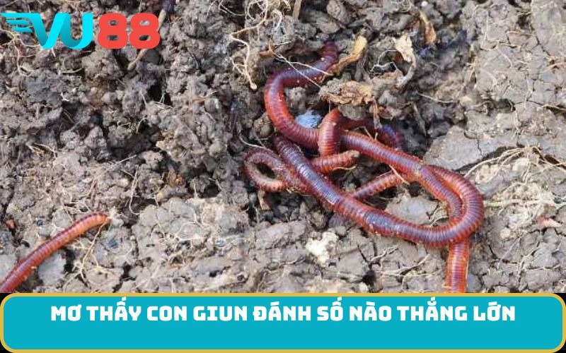 Mơ thấy con giun đánh số nào thắng lớn