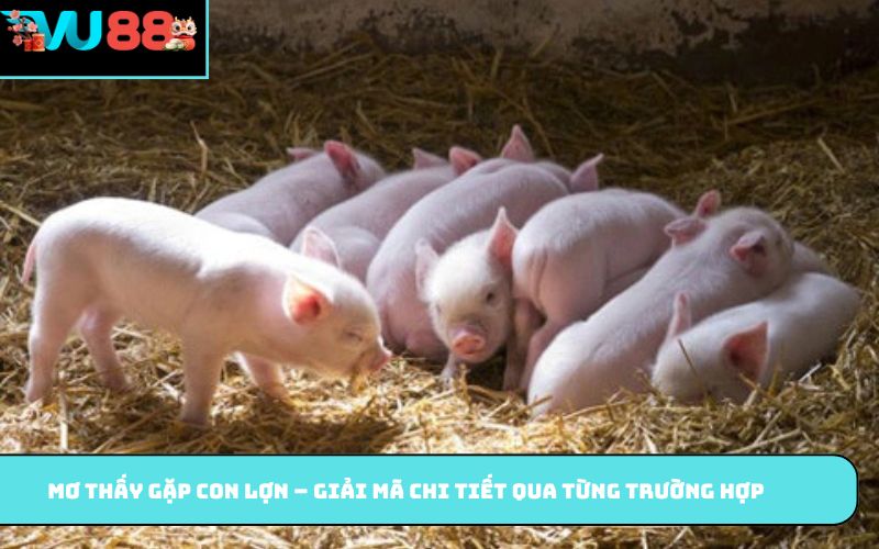 Mơ thấy gặp con lợn – Giải mã chi tiết qua từng trường hợp