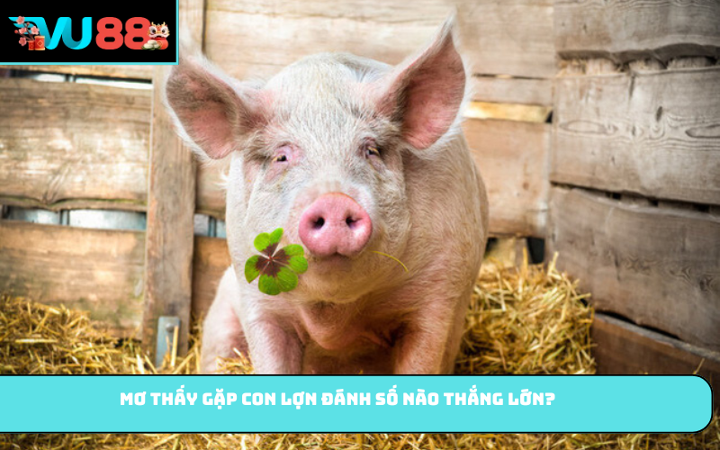 Mơ thấy gặp con lợn đánh số nào thắng lớn?