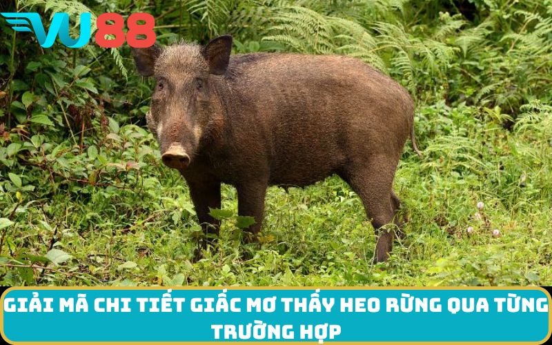 Giải mã chi tiết giấc Mơ thấy Heo rừng qua từng trường hợp