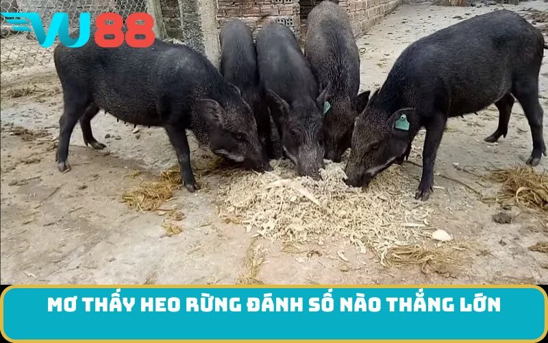 Mơ thấy Heo rừng đánh số nào thắng lớn