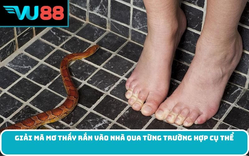 Giải mã mơ thấy rắn vào nhà qua từng trường hợp cụ thể