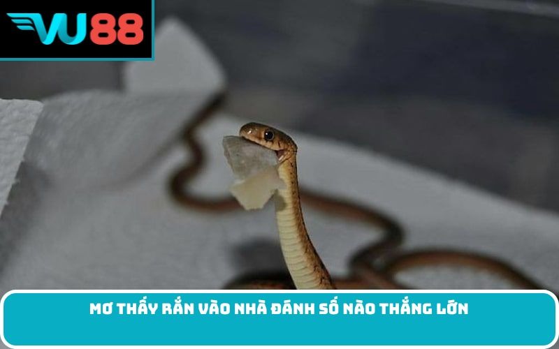 Mơ thấy rắn vào nhà đánh số nào thắng lớn
