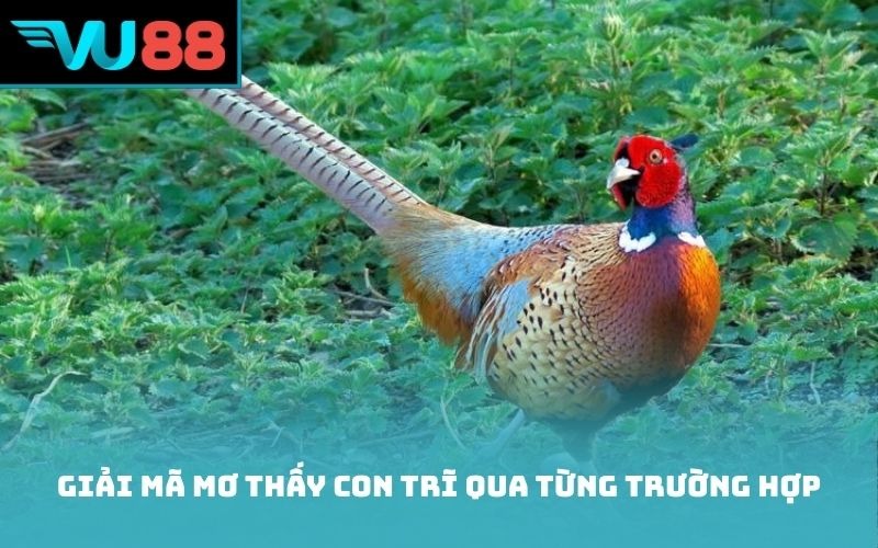 Giải mã mơ thấy con trĩ qua từng trường hợp