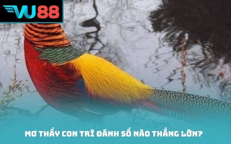 Mơ thấy con trĩ đánh số nào thắng lớn?