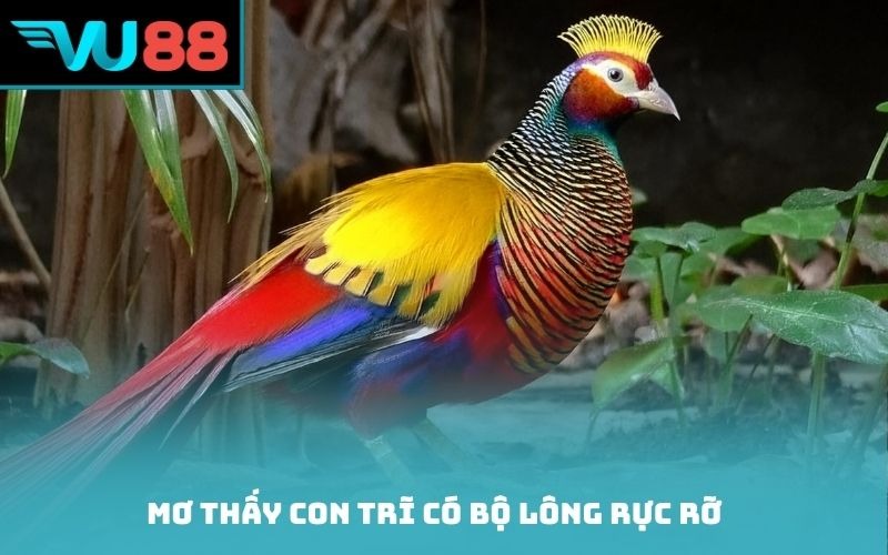 Mơ thấy con trĩ có bộ lông rực rỡ