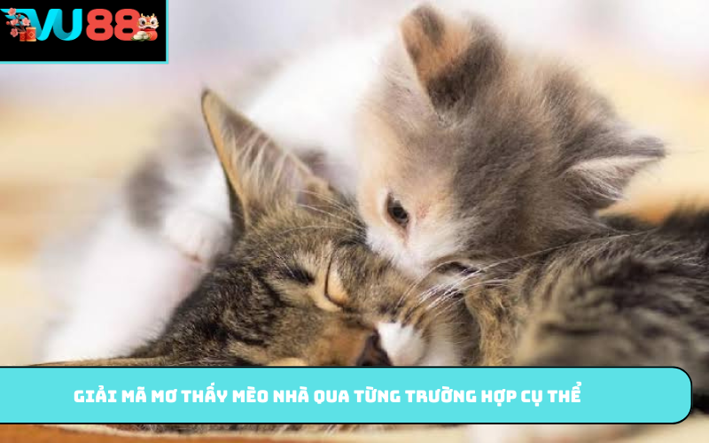 Giải mã mơ thấy mèo nhà qua từng trường hợp cụ thể
