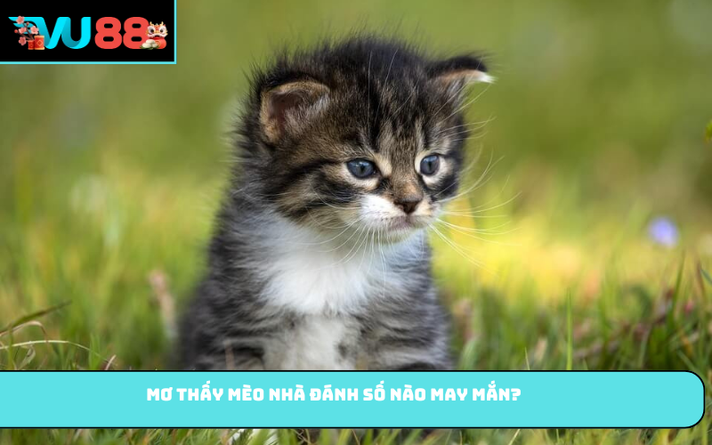 Mơ thấy mèo nhà đánh số nào may mắn?