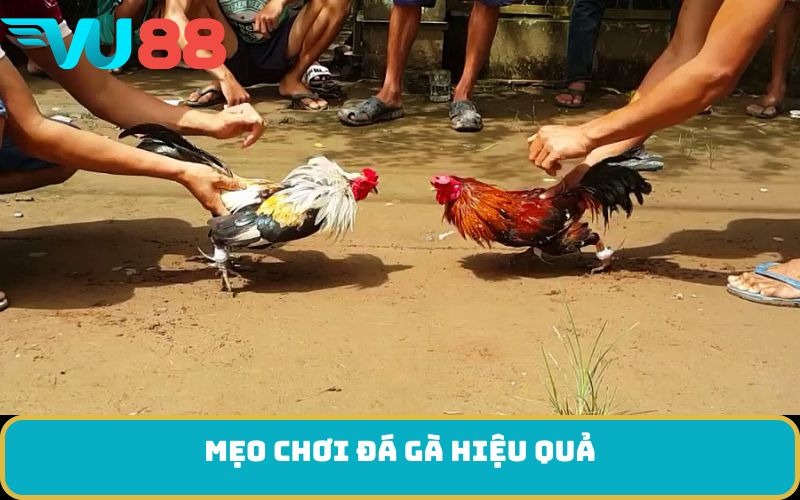Mẹo chơi đá gà hiệu quả