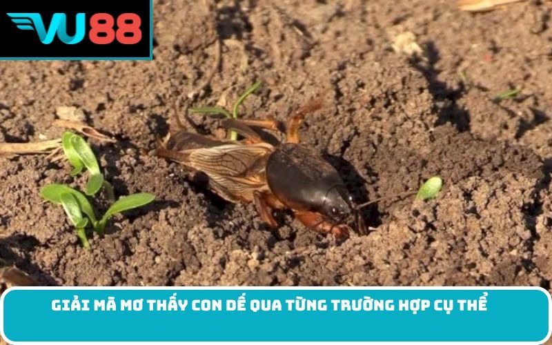 Giải mã Mơ thấy con dế qua từng trường hợp cụ thể