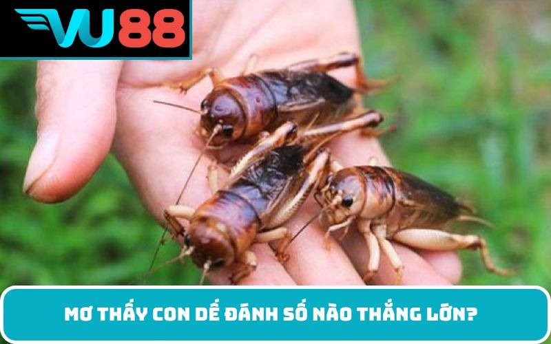 Mơ thấy con dế đánh số nào thắng lớn?