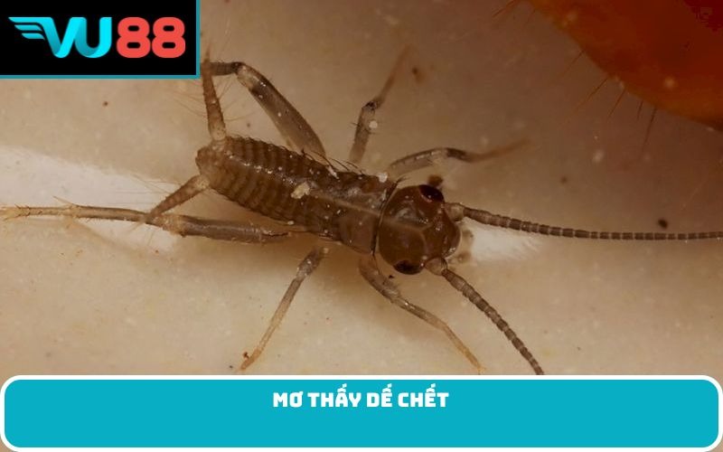 Mơ thấy dế chết