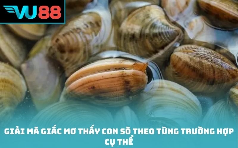 Giải mã giấc mơ thấy con sò theo từng trường hợp cụ thể