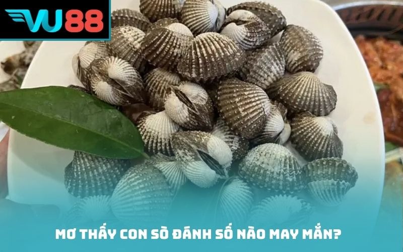 Mơ thấy con sò đánh số nào may mắn?