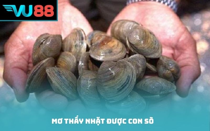 Mơ thấy nhặt được con sò