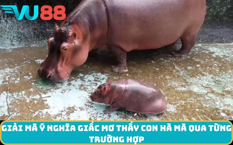 Giải mã ý nghĩa giấc Mơ thấy con Hà mã qua từng trường hợp