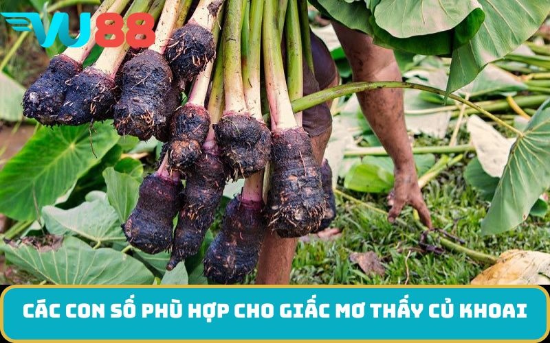 Các con số phù hợp cho giấc mơ thấy Củ khoai